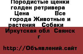 Породистые щенки голден ретривера › Цена ­ 25 000 - Все города Животные и растения » Собаки   . Иркутская обл.,Саянск г.